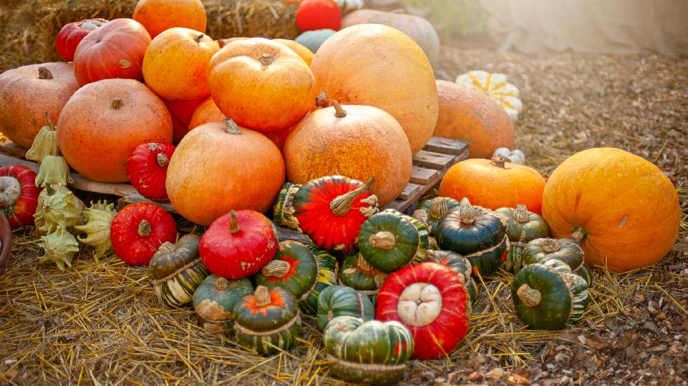 pumpkins at harvest festival